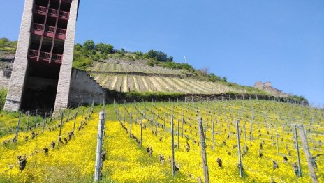 Weinbergslage Bacharacher Posten | © RNT, S. Bohr