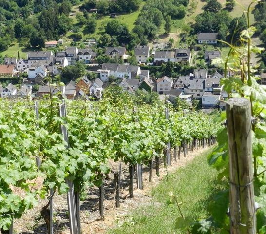 Blick aus den Weinbergen | © Weingut Stassen